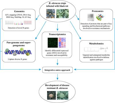 Advances in Multi-Omics Approaches for Molecular Breeding of Black Rot Resistance in Brassica oleracea L.